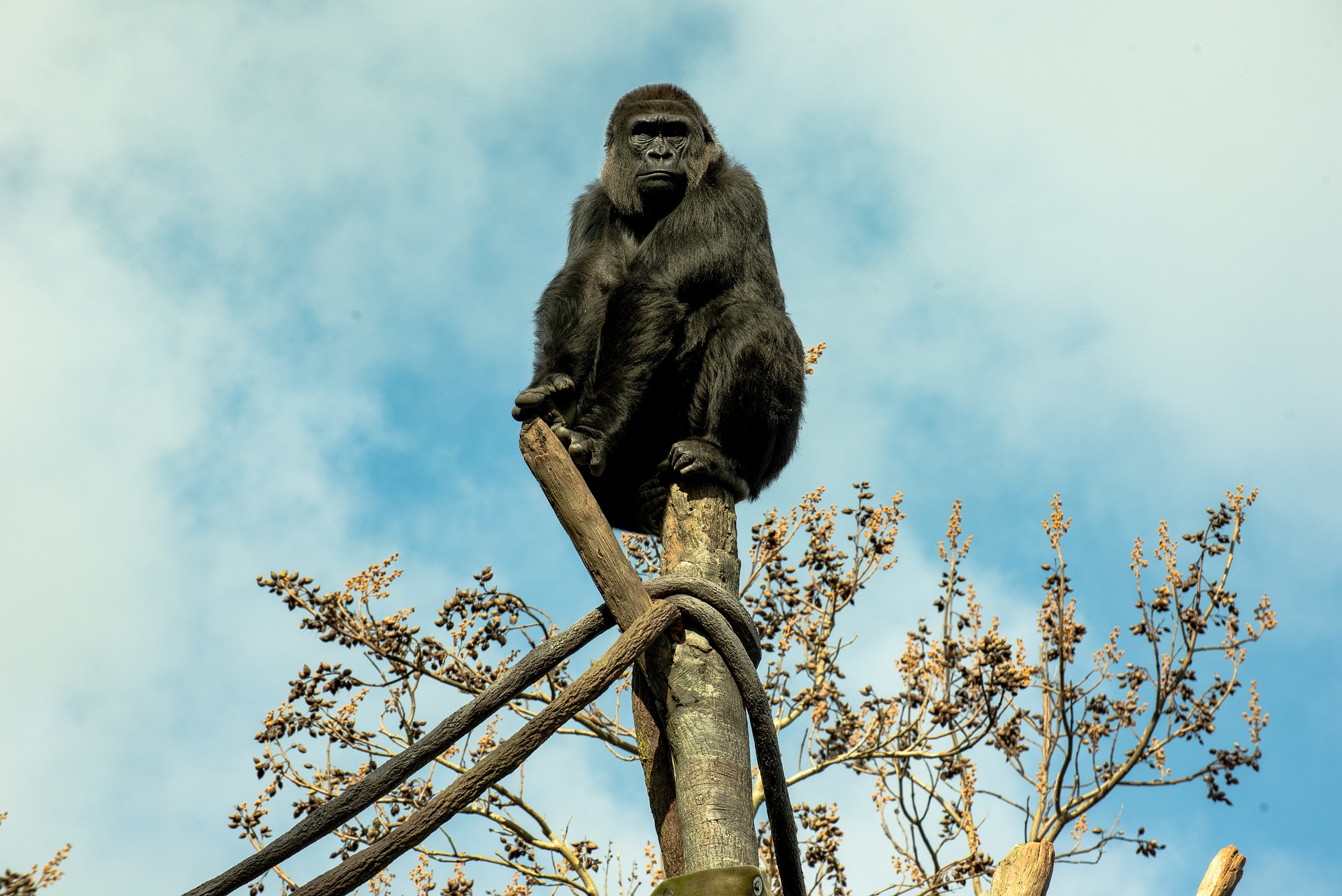 Gorilla Trek