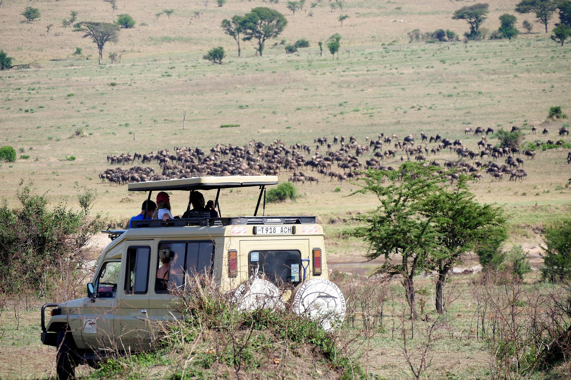 Safari Drives
